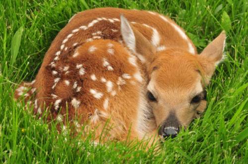 A young fawn curled up in lush green grass, resting peacefully with its spotted coat.