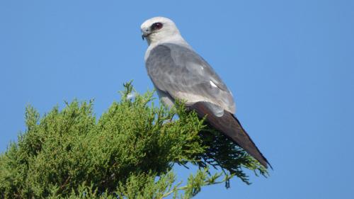 A gray and white bird perched on a green tree branch against a clear blue sky.