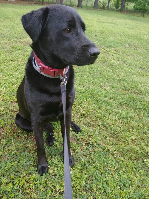 A black Labrador sitting on green grass, wearing a red collar and leash, looking off to the side.