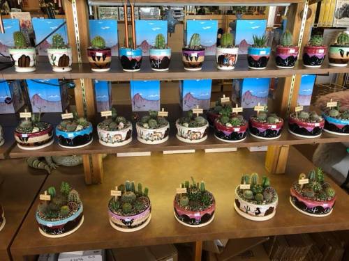 A display of colorful potted cacti arranged on shelves, featuring various designs and small decorative signs.