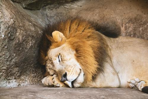 A lion with a thick mane sleeps peacefully against a rocky surface.