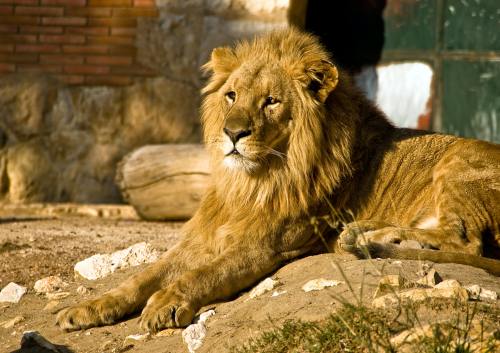 A majestic lion resting on the ground, with a golden mane and a serene expression, surrounded by natural elements.