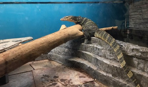 A lizard resting on a wooden branch inside a zoo enclosure with a blue background and rocky surfaces.