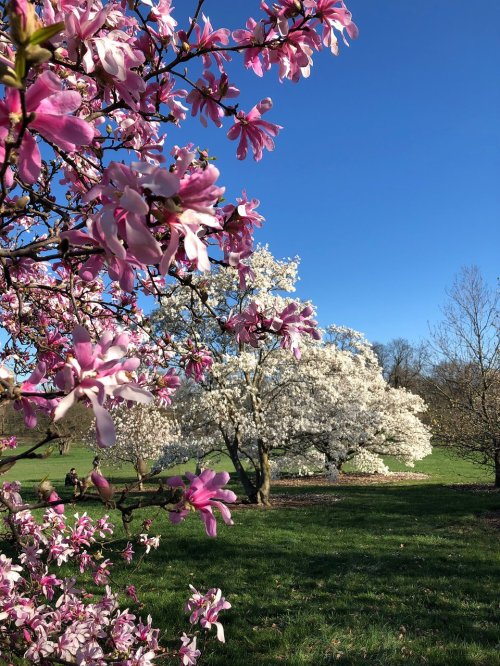 Blossoming pink and white magnolia trees against a clear blue sky in a lush green park.