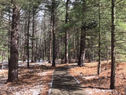 A winding path through a forest of tall trees, with patches of snow on the ground and sunlight filtering through the branches.