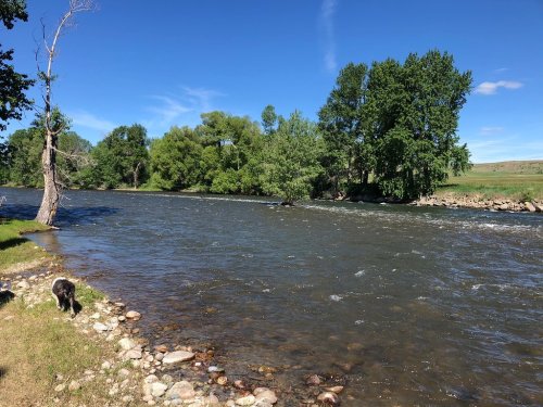 A serene river flows beside a grassy bank, with trees lining the shore under a clear blue sky. A dog explores the stones.