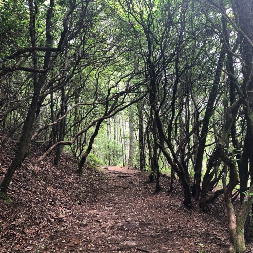 A winding dirt path through a dense forest, framed by twisting branches and lush green foliage.