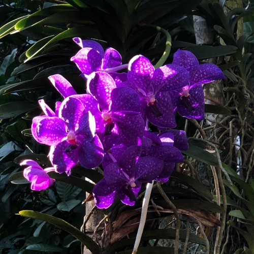A cluster of vibrant purple orchids with intricate patterns, surrounded by lush green foliage.