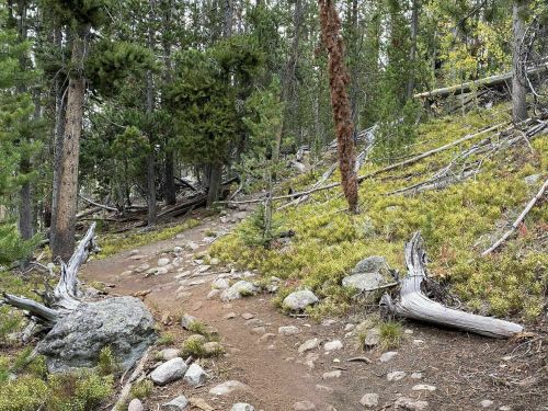 A rocky trail winds through a forest with green foliage and fallen trees, surrounded by tall pine trees.