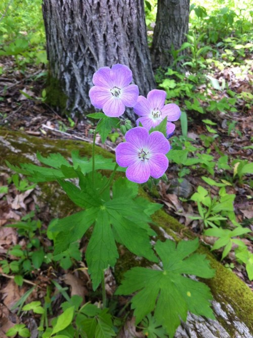 A cluster of delicate purple flowers growing near a tree, surrounded by green foliage and fallen leaves.
