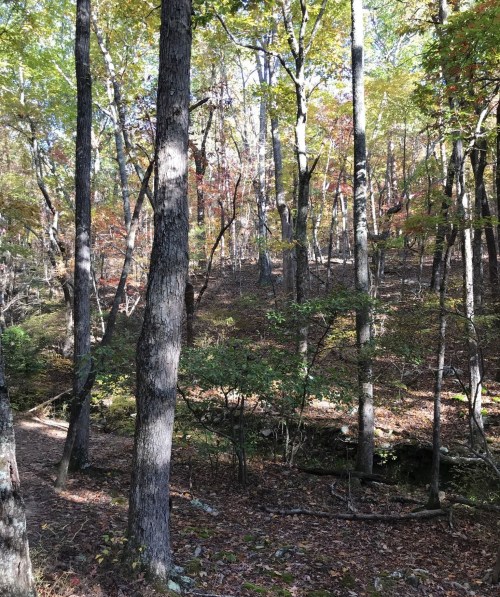 A serene forest scene with tall trees and colorful autumn foliage, sunlight filtering through the leaves.