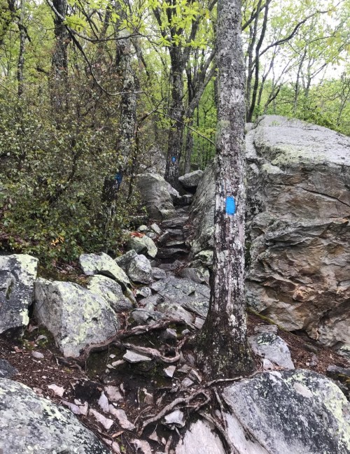 A rocky trail winding through a forest, with blue trail markers on trees and moss-covered boulders.