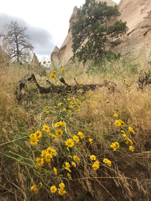 A rocky landscape with tall grass and vibrant yellow wildflowers in the foreground, under a cloudy sky.