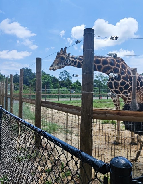 A giraffe stretches its neck over a fence in a sunny zoo enclosure, with trees and blue sky in the background.
