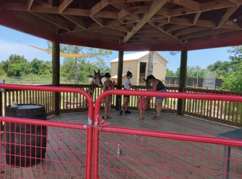 A group of people interacting in a wooden pavilion with a giraffe nearby, surrounded by a fenced area.