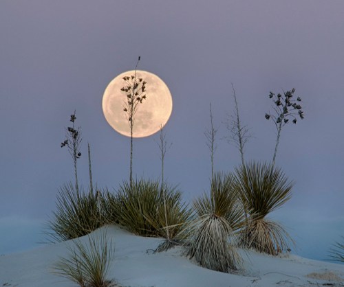 A full moon rises behind tall grasses on a sandy dune, creating a serene twilight scene.