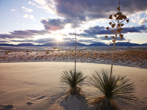 Two plants stand in a sandy desert landscape, with mountains in the background and a sunset illuminating the sky.