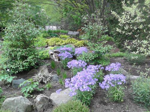A serene garden scene featuring purple flowers, lush greenery, and a wooden bench surrounded by rocks and plants.