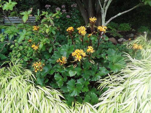 A lush garden scene featuring vibrant yellow flowers surrounded by green leaves and ornamental grass.