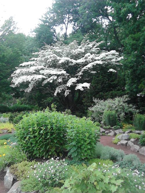 A lush garden featuring a large white-flowering tree surrounded by green shrubs and colorful flowers.