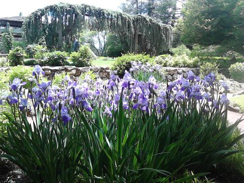 A vibrant patch of purple irises in a lush garden with a backdrop of greenery and a weeping tree.