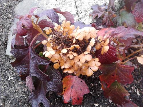 A cluster of dried, light brown flowers surrounded by vibrant red and dark purple leaves on the ground.