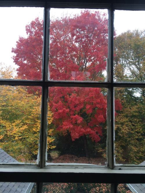 View through a window showcasing a vibrant red tree surrounded by autumn foliage in shades of yellow and orange.