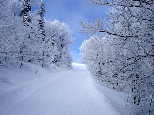 A snowy path winds through trees covered in frost, under a bright blue sky.