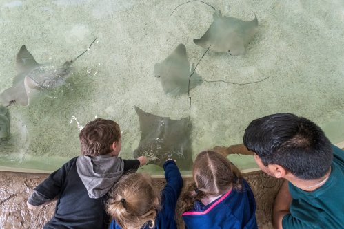 Children and an adult interact with stingrays in a shallow tank at an aquarium.