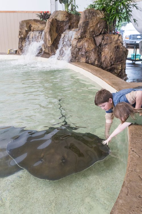 Two children reach out to touch a stingray in a shallow pool, with a waterfall and greenery in the background.