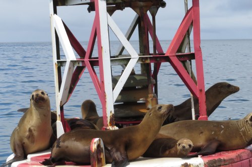 A group of sea lions lounging on a buoy in the ocean, with a cloudy sky in the background.