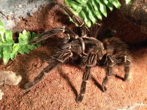 A close-up of a large tarantula on a textured surface with green ferns in the background.