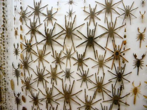 A collection of various spiders and scorpions displayed on a white background.