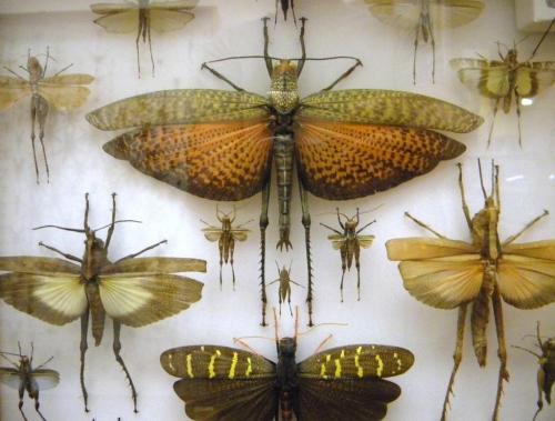 A display of various mounted insects, including large butterflies and grasshoppers, arranged in a glass case.
