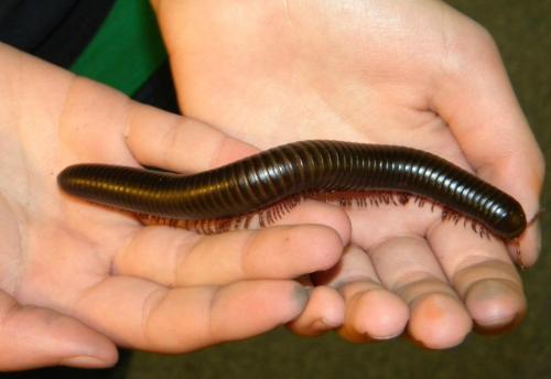 A person holds a large, shiny black millipede in their hands, showcasing its segmented body and numerous legs.