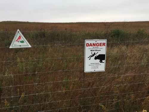 A fence in a grassy field with warning signs about wild bison and a caution symbol for plants.