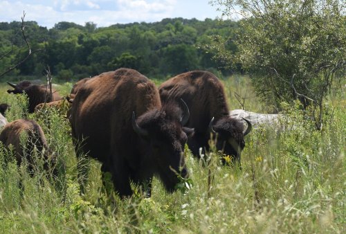A herd of bison grazing in a lush green field with trees in the background under a blue sky.