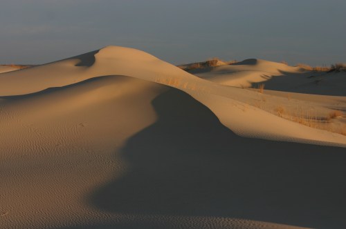 Golden sand dunes under soft light, with gentle curves and shadows creating a serene desert landscape.