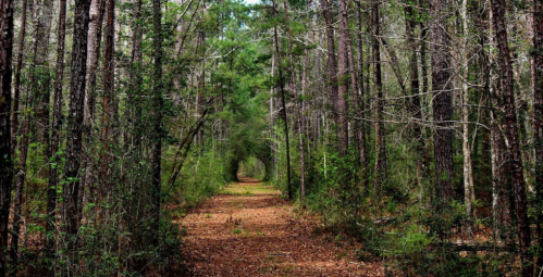 A serene forest path lined with tall trees and scattered leaves, inviting exploration through nature.
