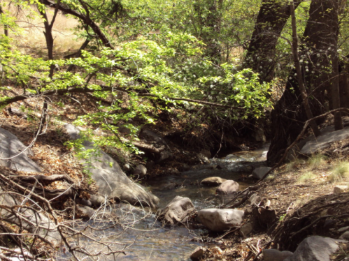 A serene forest scene featuring a small stream flowing among rocks and lush green trees.