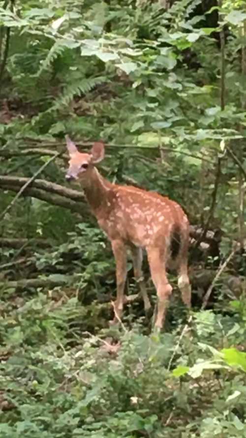 A young deer with spots stands among lush green foliage in a forest setting.