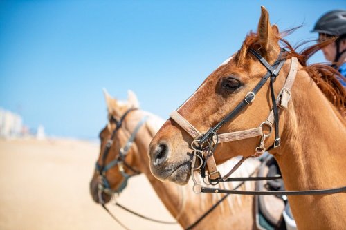 Two horses with riders on a beach, one horse in focus, against a clear blue sky.