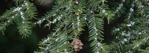 Close-up of evergreen tree branches with green needles and a pine cone, featuring white, waxy scale insects.