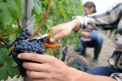 A close-up of hands pruning grapevines with clusters of dark grapes in the foreground, with a person working in the background.