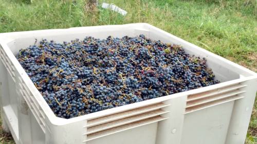 A large plastic bin filled with freshly harvested dark grapes, set against a grassy background.