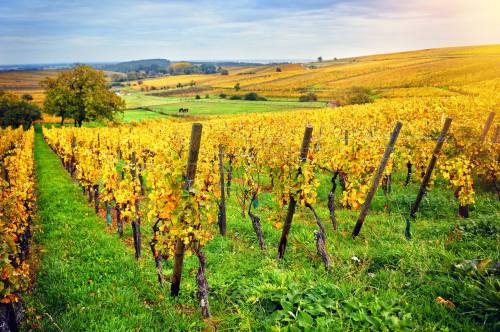 A scenic vineyard with golden autumn leaves, rolling hills, and a cloudy sky in the background.