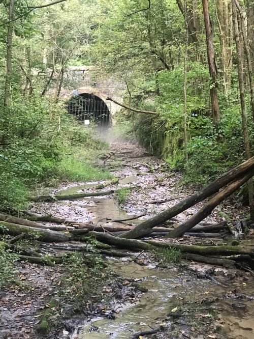 A forested area with a stream leading to a dark tunnel entrance, surrounded by trees and fallen branches.