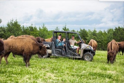 A family in an off-road vehicle surrounded by bison in a grassy field under a cloudy sky.
