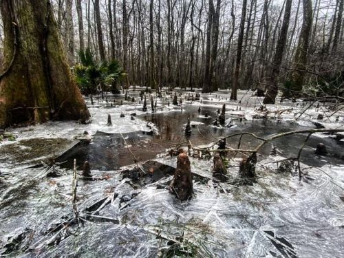 A frozen swamp with icy water and tree stumps, surrounded by bare trees in a winter landscape.