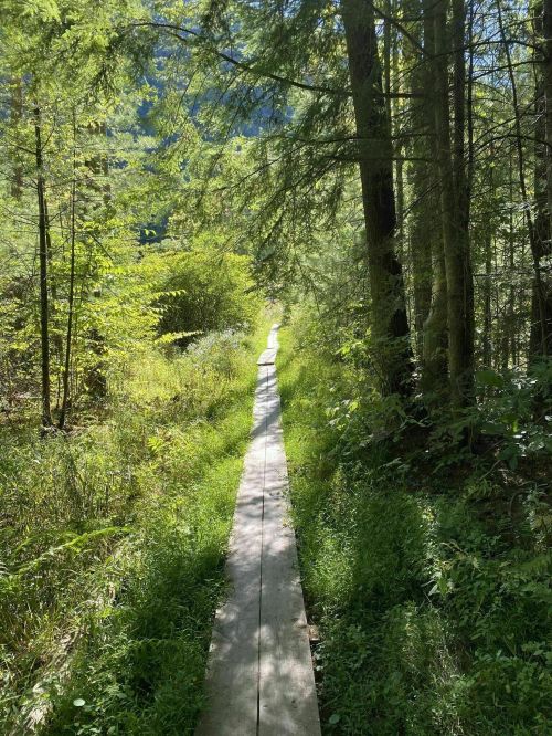 A wooden path winds through a lush green forest, surrounded by trees and sunlight filtering through the leaves.